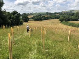 Thrings helps woodland charity’s ambitious plan for 100,000-tree forest near Bath to take root