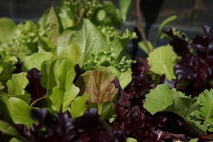 Spray-on technology that could revolutionise greenhouse growing developed by Bath University team